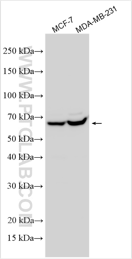 WB analysis using 32473-1-AP