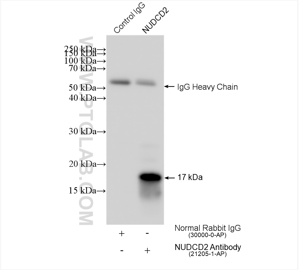 IP experiment of HepG2 using 21205-1-AP