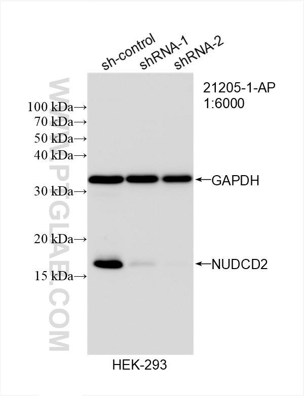 WB analysis of HEK-293 using 21205-1-AP