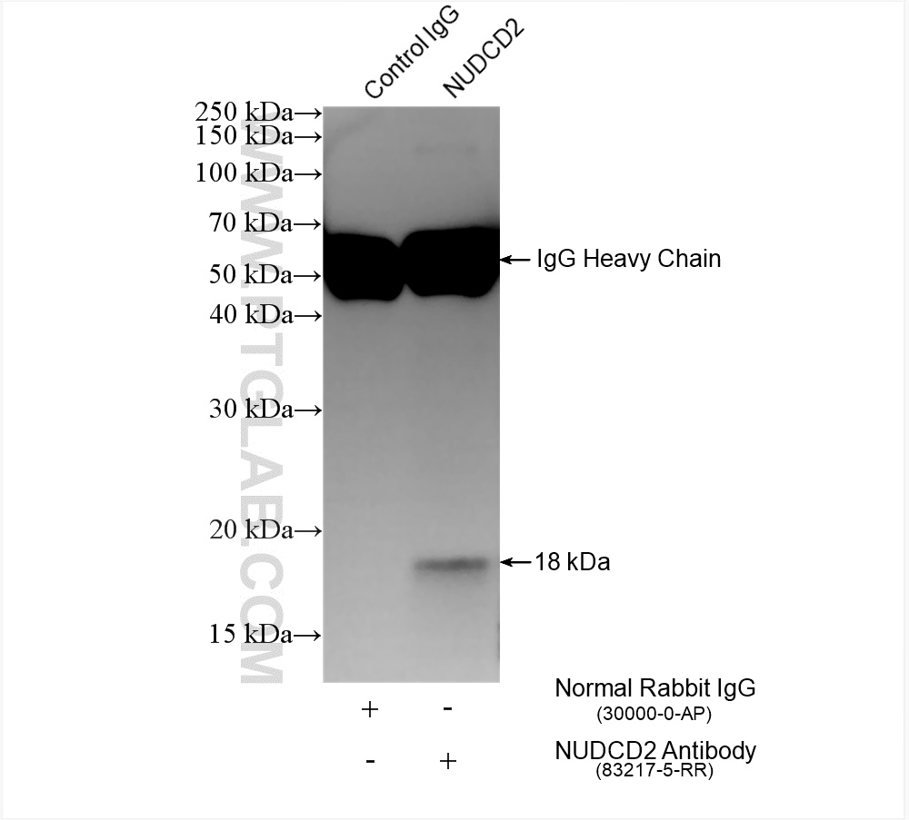 IP experiment of HepG2 using 83217-5-RR