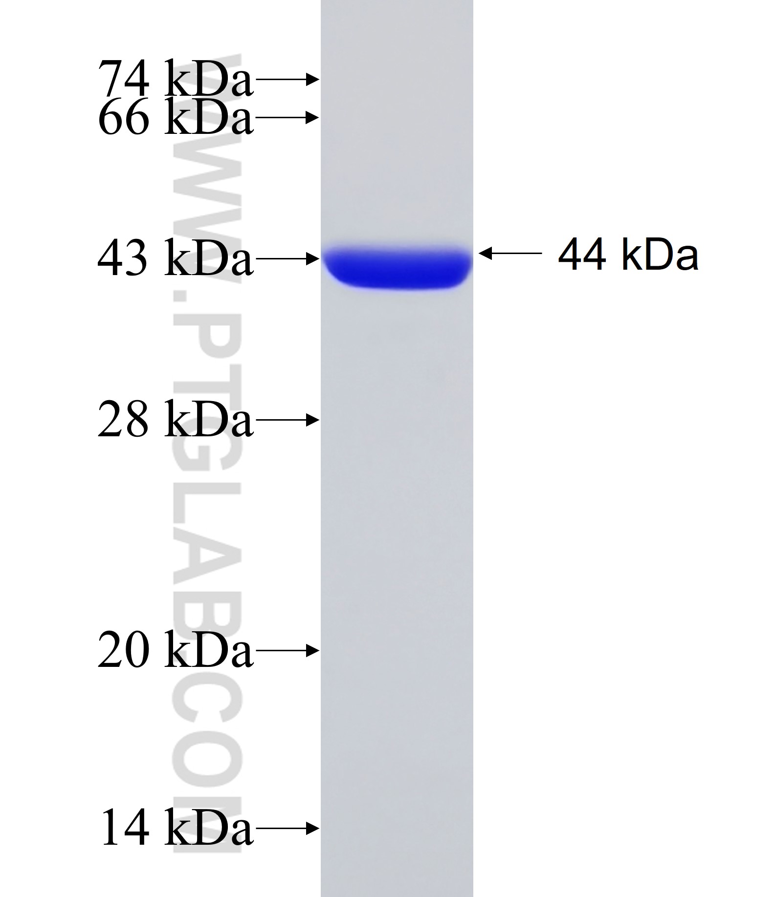 NUDCD2 fusion protein Ag15579 SDS-PAGE