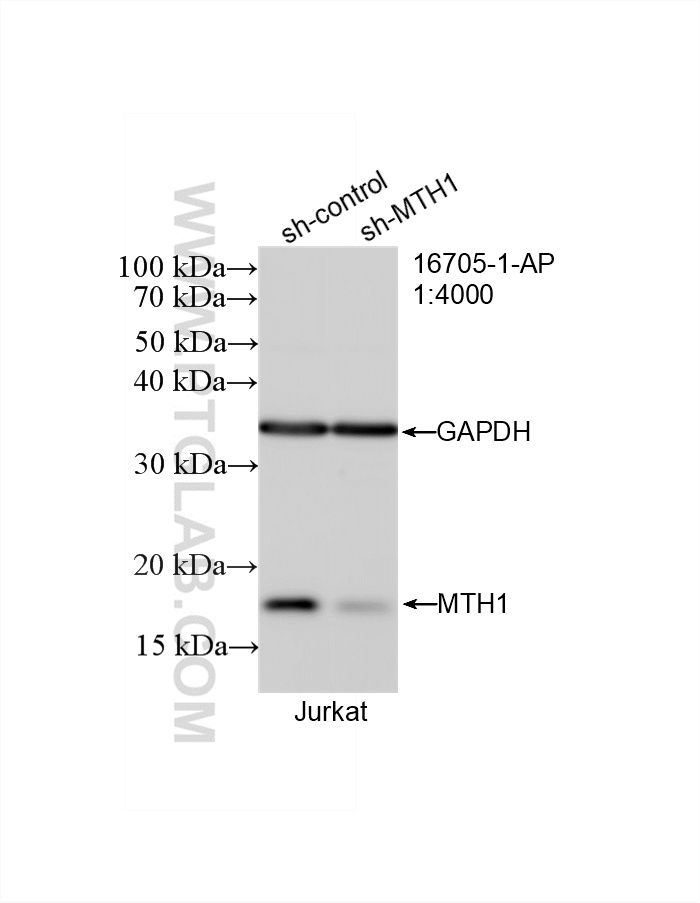 WB result of MTH1 antibody (16705-1-AP; 1:4000; incubated at room temperature for 1.5 hours) with sh-Control and sh-MTH1 transfected Jurkat cells. WB analysis of Jurkat using 16705-1-AP