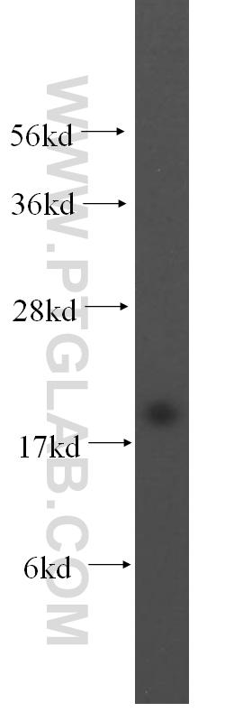 WB analysis of HepG2 using 16705-1-AP