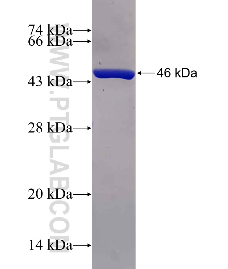 NUDT1 fusion protein Ag10103 SDS-PAGE