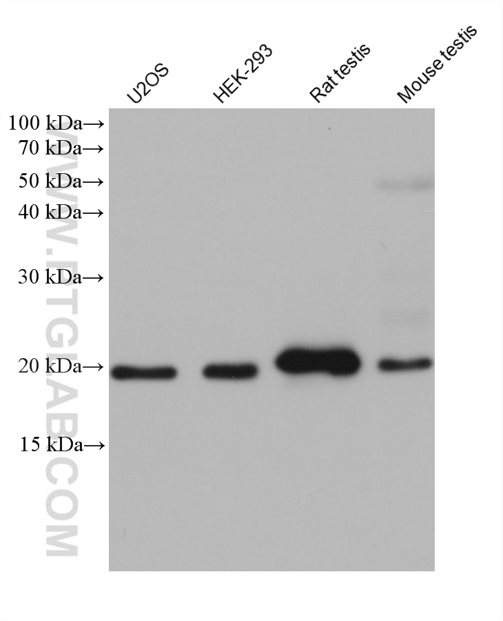 WB analysis using 68478-1-Ig