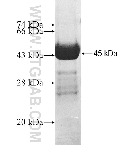 NUDT10 fusion protein Ag11711 SDS-PAGE