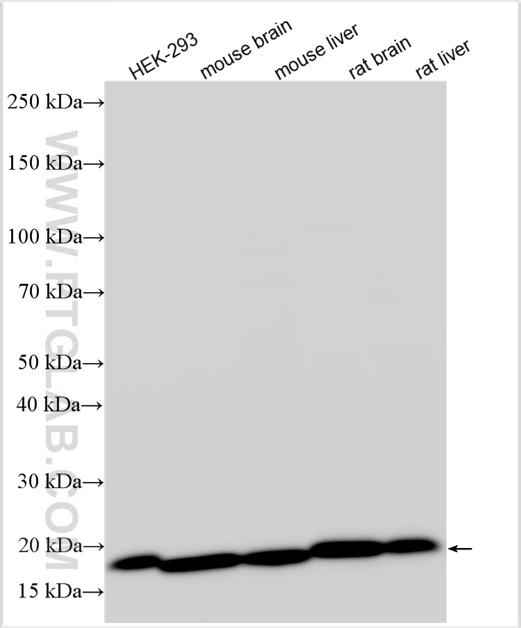 WB analysis using 10484-1-AP