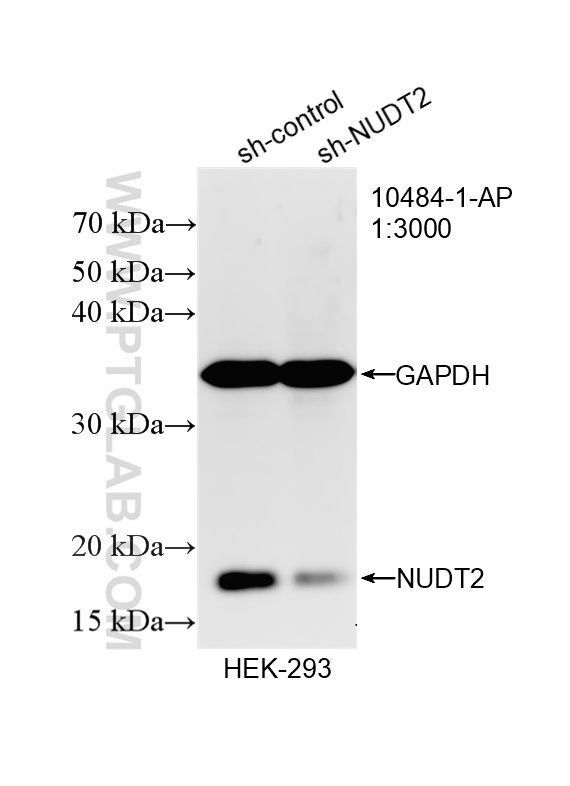 WB analysis of HEK-293 using 10484-1-AP WB analysis of HEK-293 using 10484-1-AP