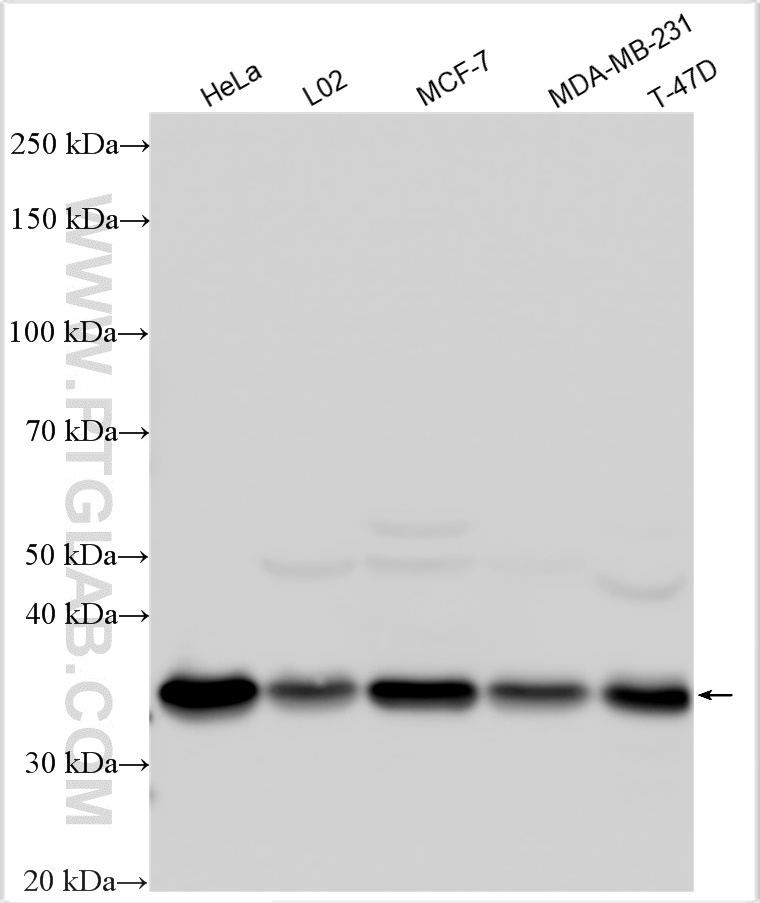 WB analysis using 27004-1-AP