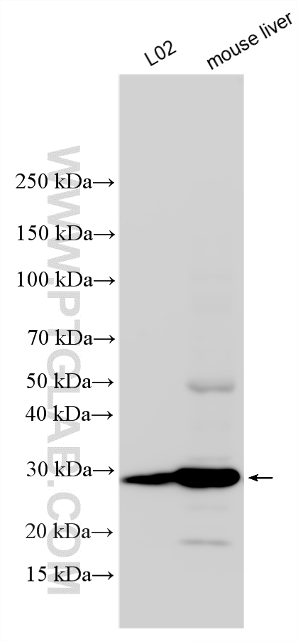 WB analysis using 34385-1-AP