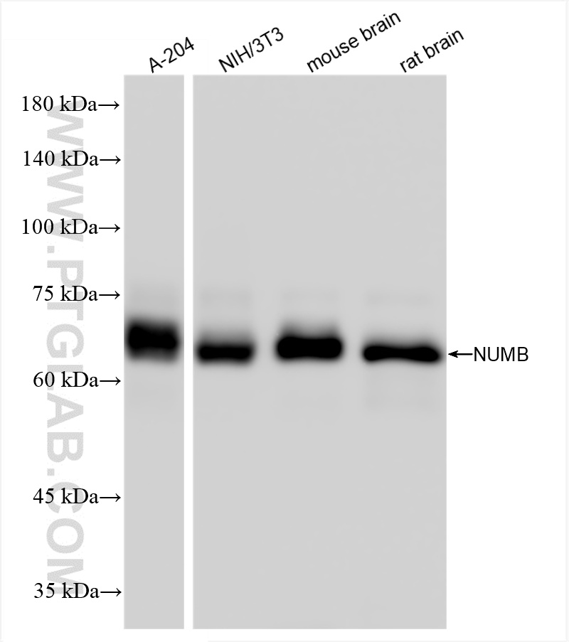 WB analysis using 85939-4-RR (same clone as 85939-4-PBS)