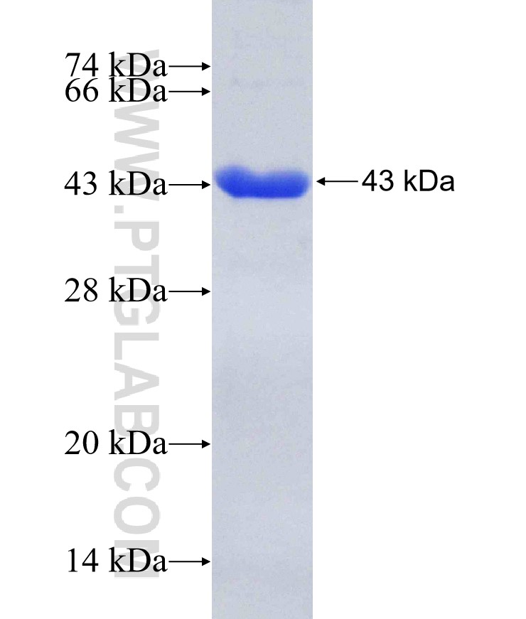 NUP107 fusion protein Ag5250 SDS-PAGE