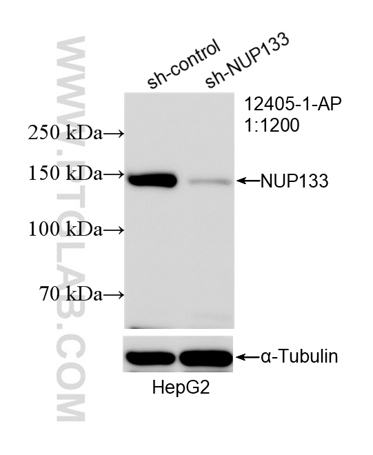 WB analysis of HepG2 using 12405-1-AP