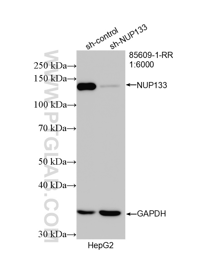 WB analysis of HepG2 using 85609-1-RR WB analysis of HepG2 using 85609-1-RR