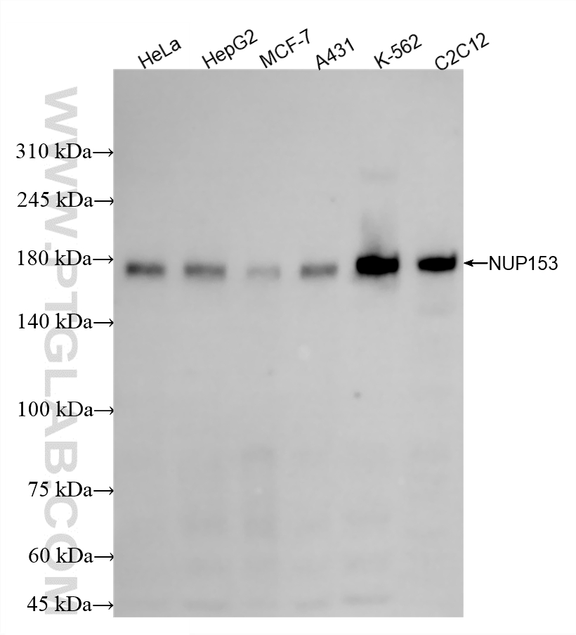 WB analysis using 86622-1-RR
