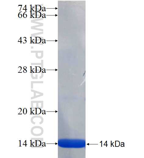 NUP37 fusion protein Ag25475 SDS-PAGE