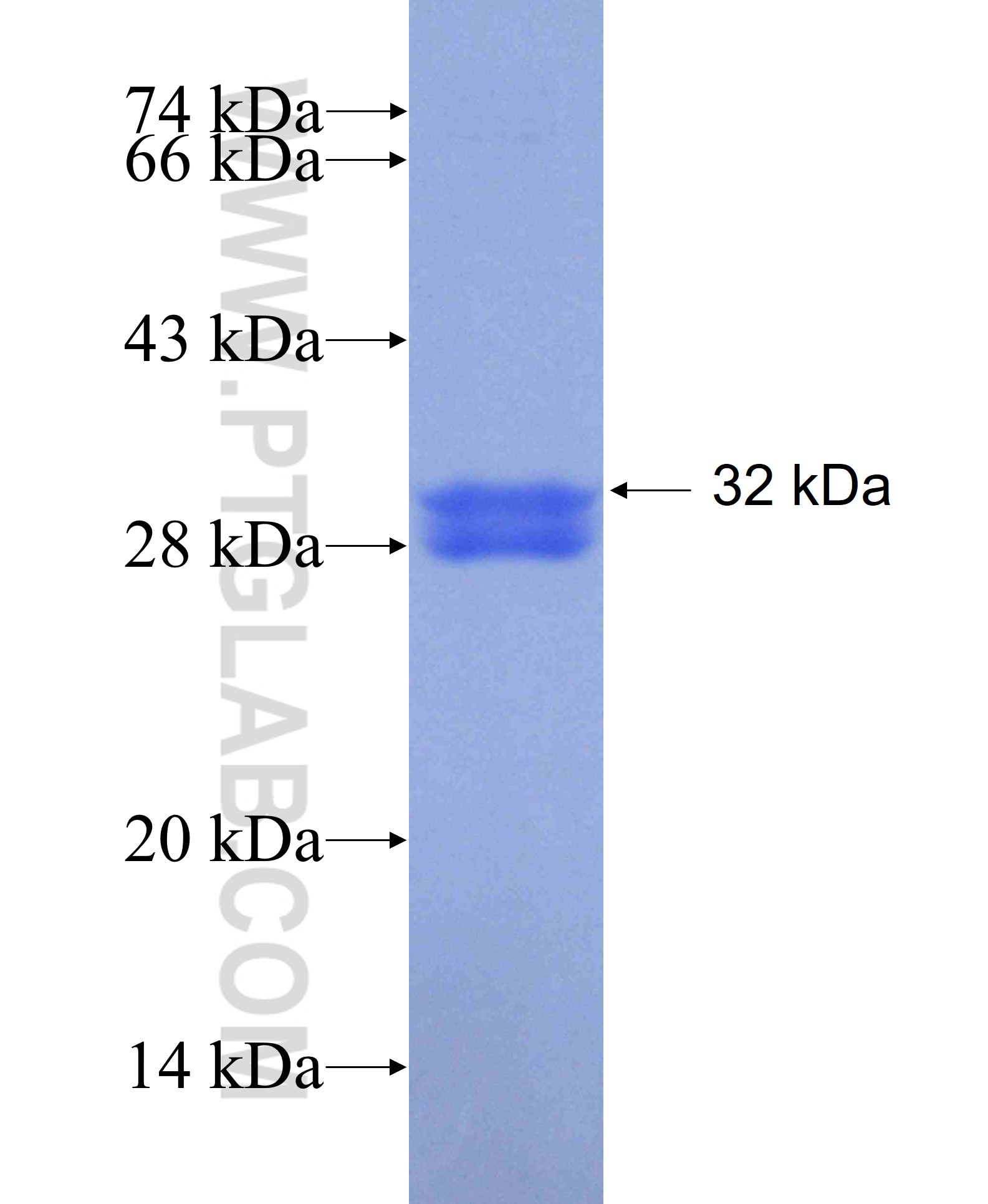 NUP37 fusion protein Ag25497 SDS-PAGE