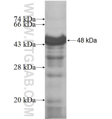 NUP43 fusion protein Ag7130 SDS-PAGE