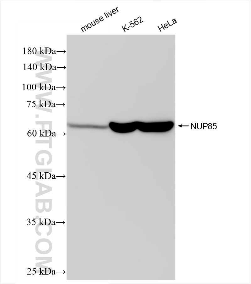WB analysis using 83288-2-RR (same clone as 83288-2-PBS)