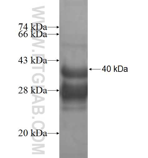 Pericentrin fusion protein Ag7086 SDS-PAGE