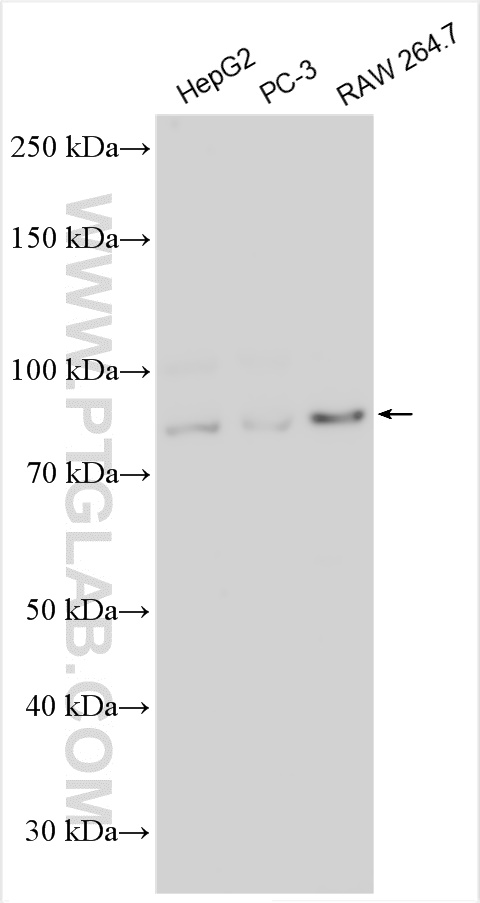 WB analysis using 55465-1-AP