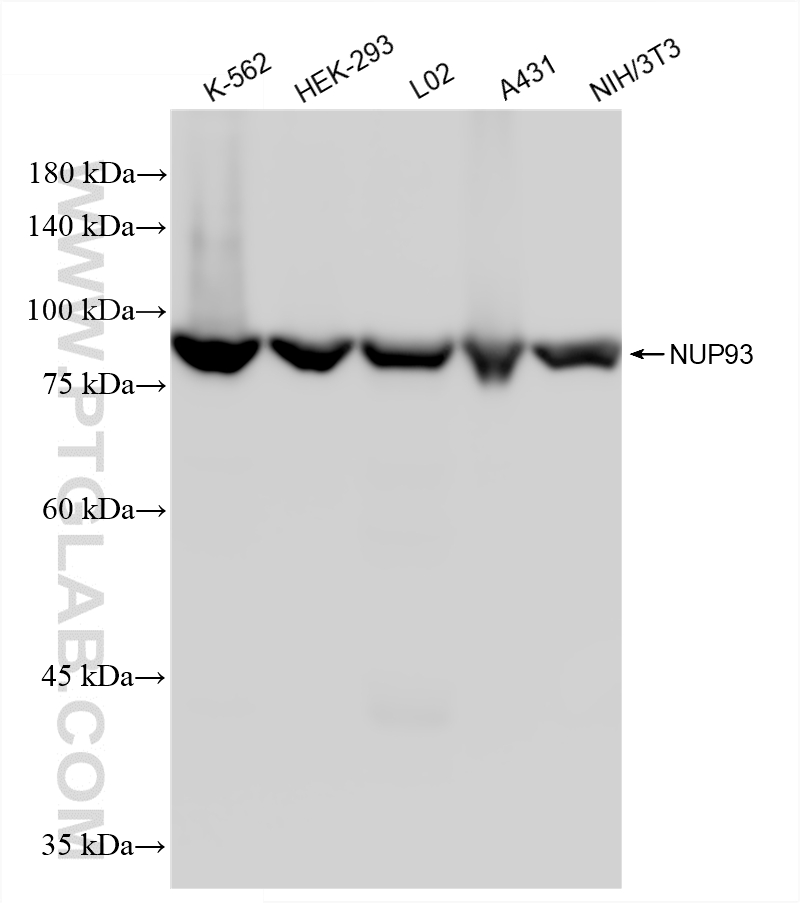 WB analysis using 86493-2-RR (same clone as 86493-2-PBS) WB analysis using 86493-2-RR (same clone as 86493-2-PBS)