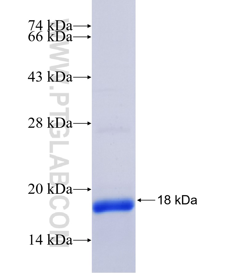 NUPR1 fusion protein Ag7092 SDS-PAGE NUPR1 fusion protein Ag7092 SDS-PAGE