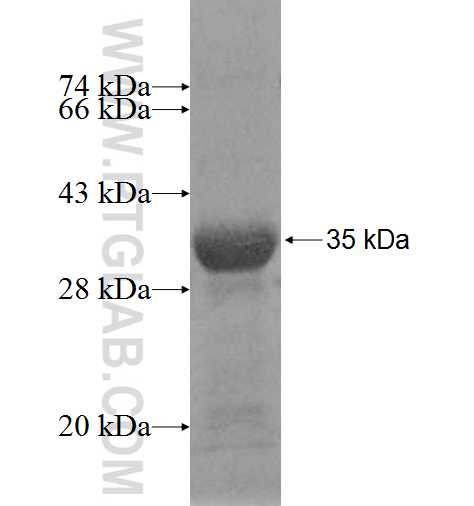 NUS1 fusion protein Ag8959 SDS-PAGE
