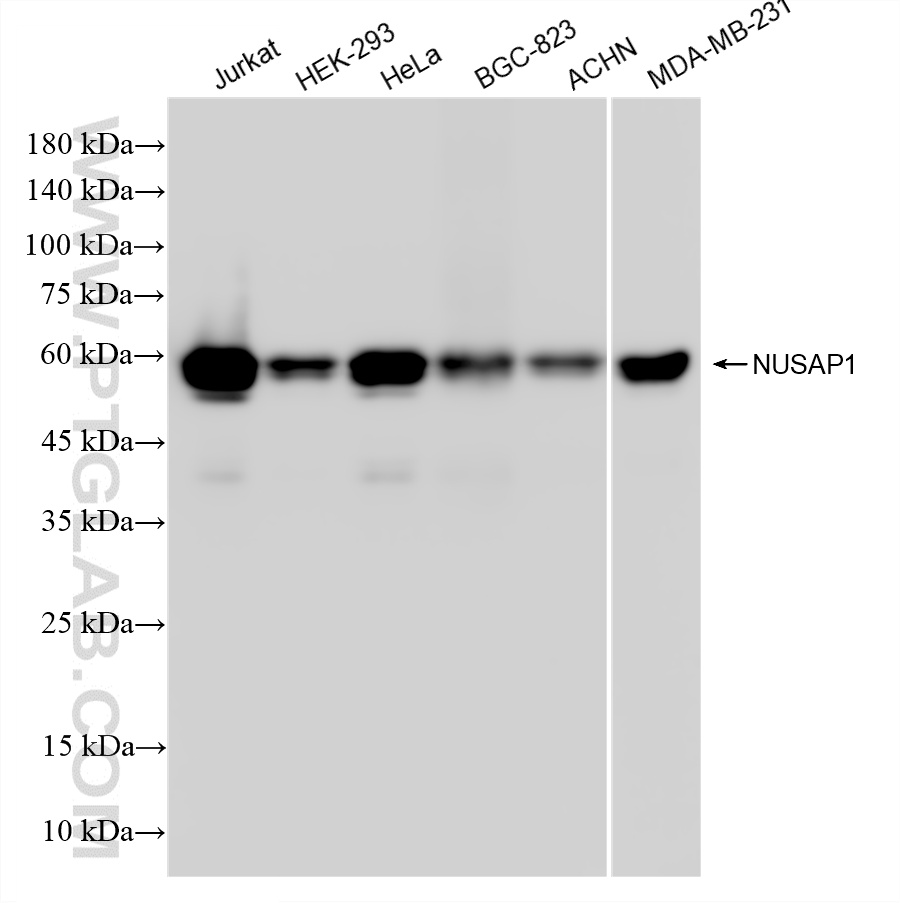 WB analysis using 87034-3-RR (same clone as 87034-3-PBS) WB analysis using 87034-3-RR (same clone as 87034-3-PBS)