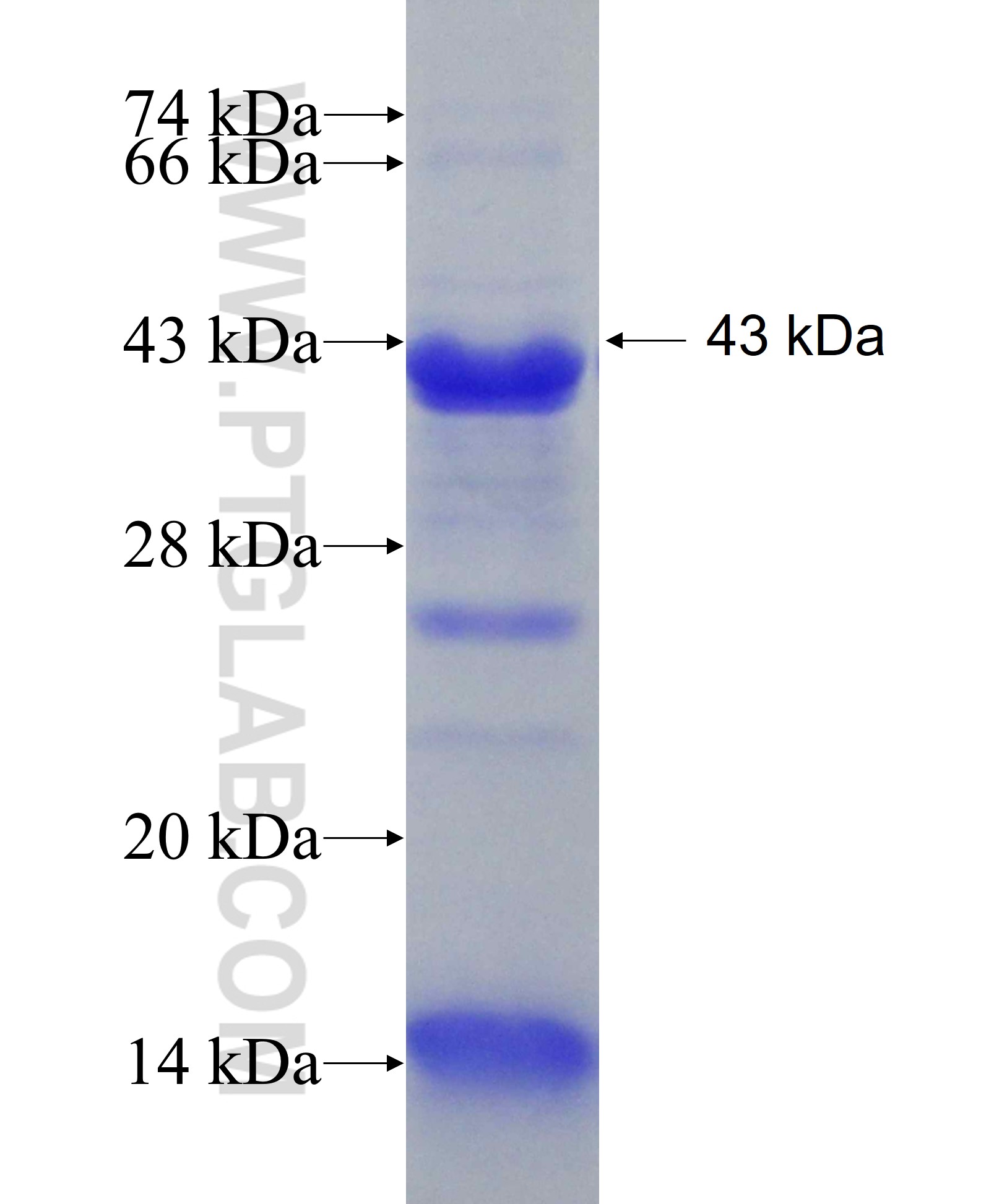 NXF1 fusion protein Ag24851 SDS-PAGE