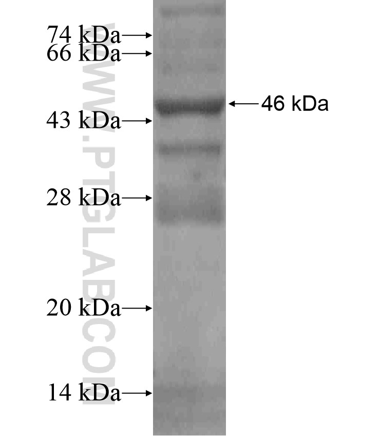 NXNL2 fusion protein Ag18292 SDS-PAGE