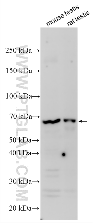 WB analysis using 32297-1-AP
