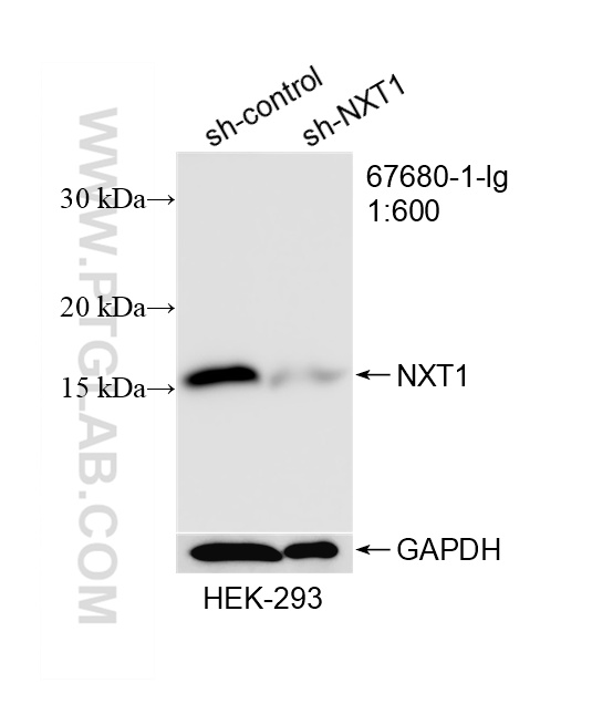 WB analysis of HEK-293 using 67680-1-Ig WB analysis of HEK-293 using 67680-1-Ig