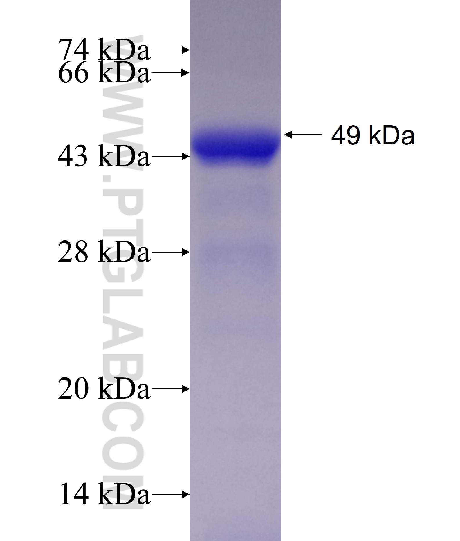 NYX fusion protein Ag23195 SDS-PAGE