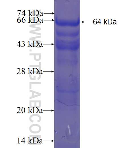 NYX fusion protein Ag23267 SDS-PAGE
