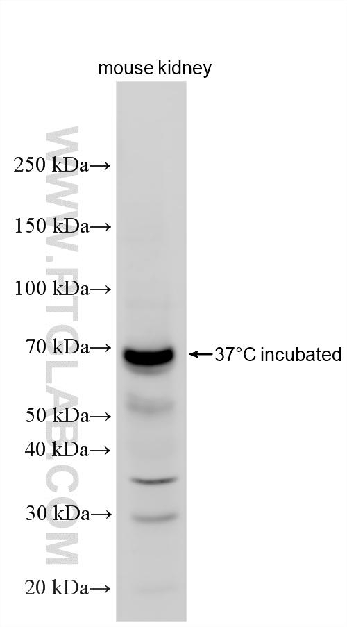 37°C incubated mouse kidney tissue were subjected to SDS PAGE followed by western blot with 26184-1-AP (SLC13A3 antibody) at dilution of 1:1000 incubated at room temperature for 1.5 hours. WB analysis using 26184-1-AP