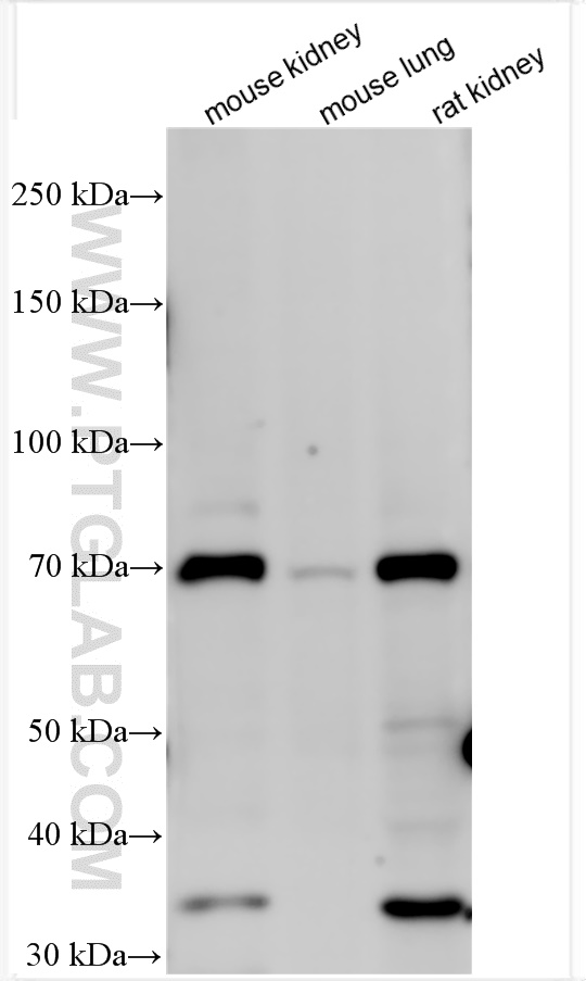 WB analysis of mouse kidney using 26783-1-AP