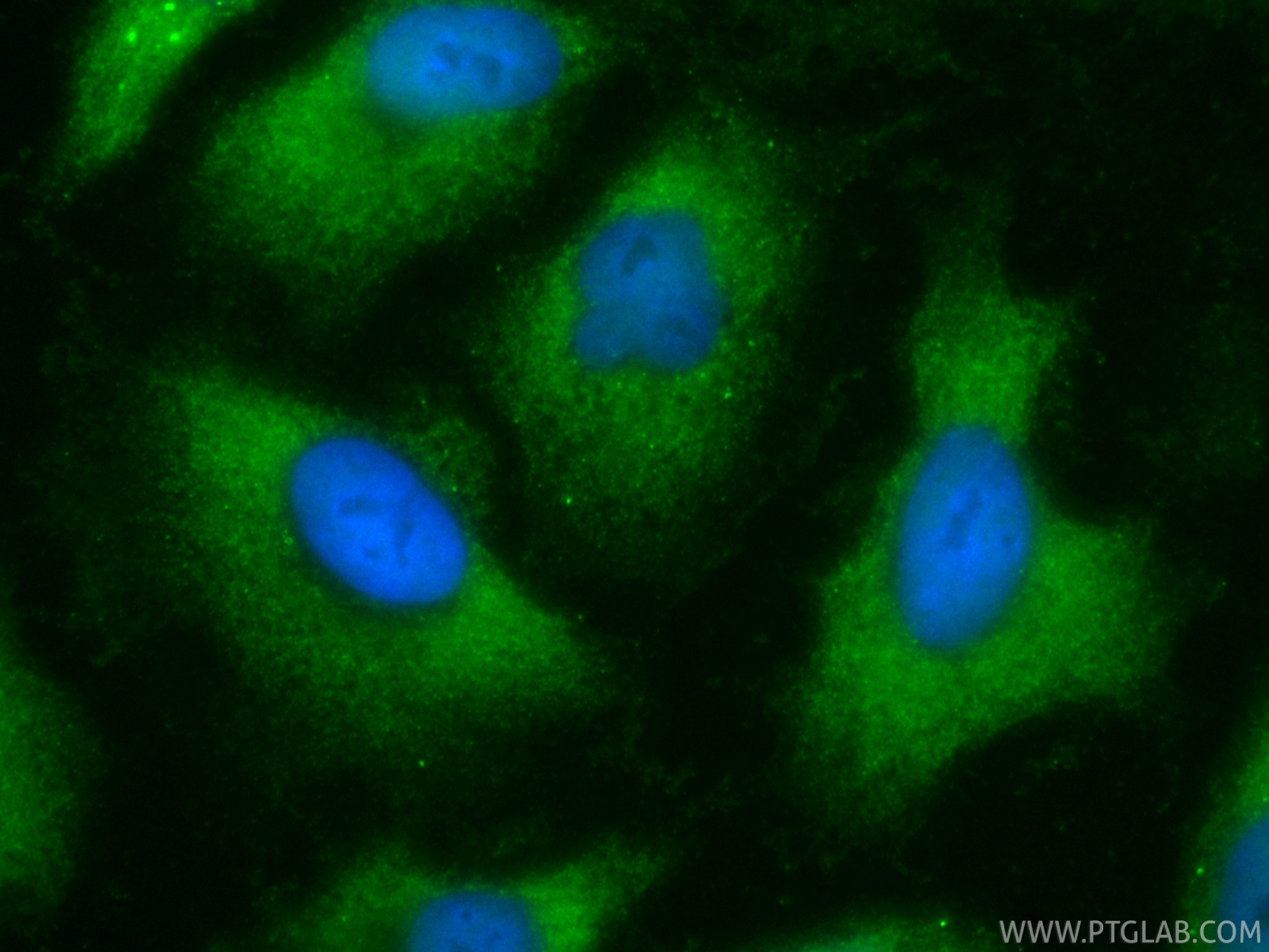 IF Staining of A549 using CL488-86052-4