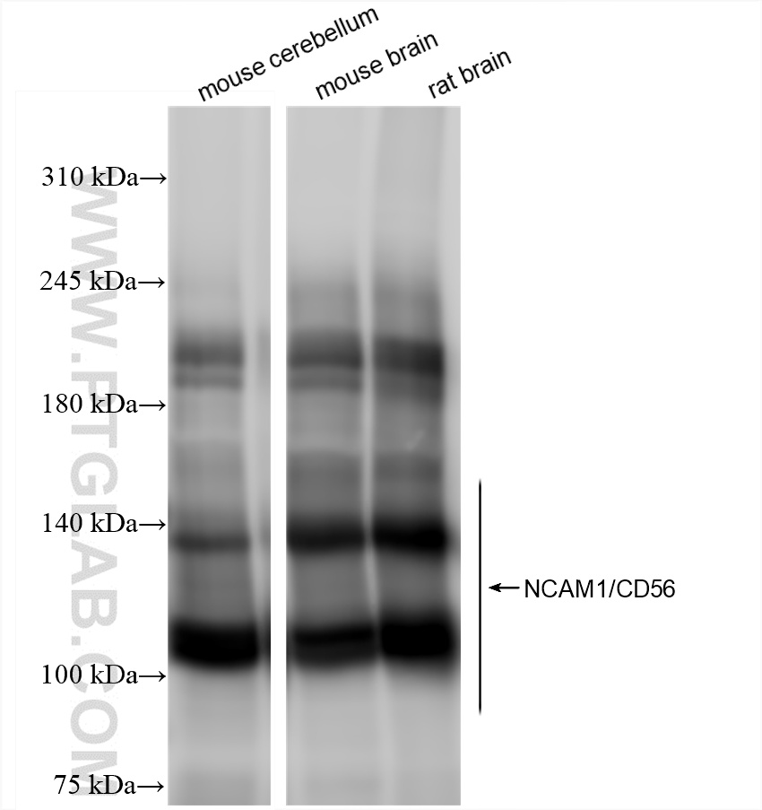 WB analysis using 83883-2-RR