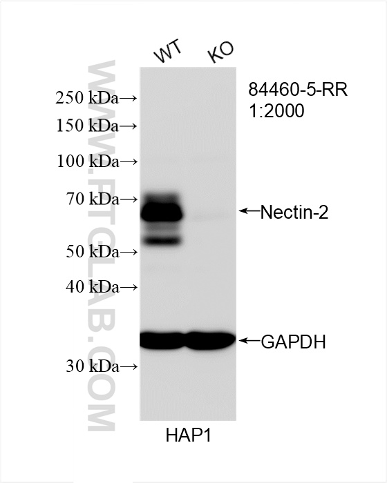 WB analysis of HAP1 using 84460-5-RR