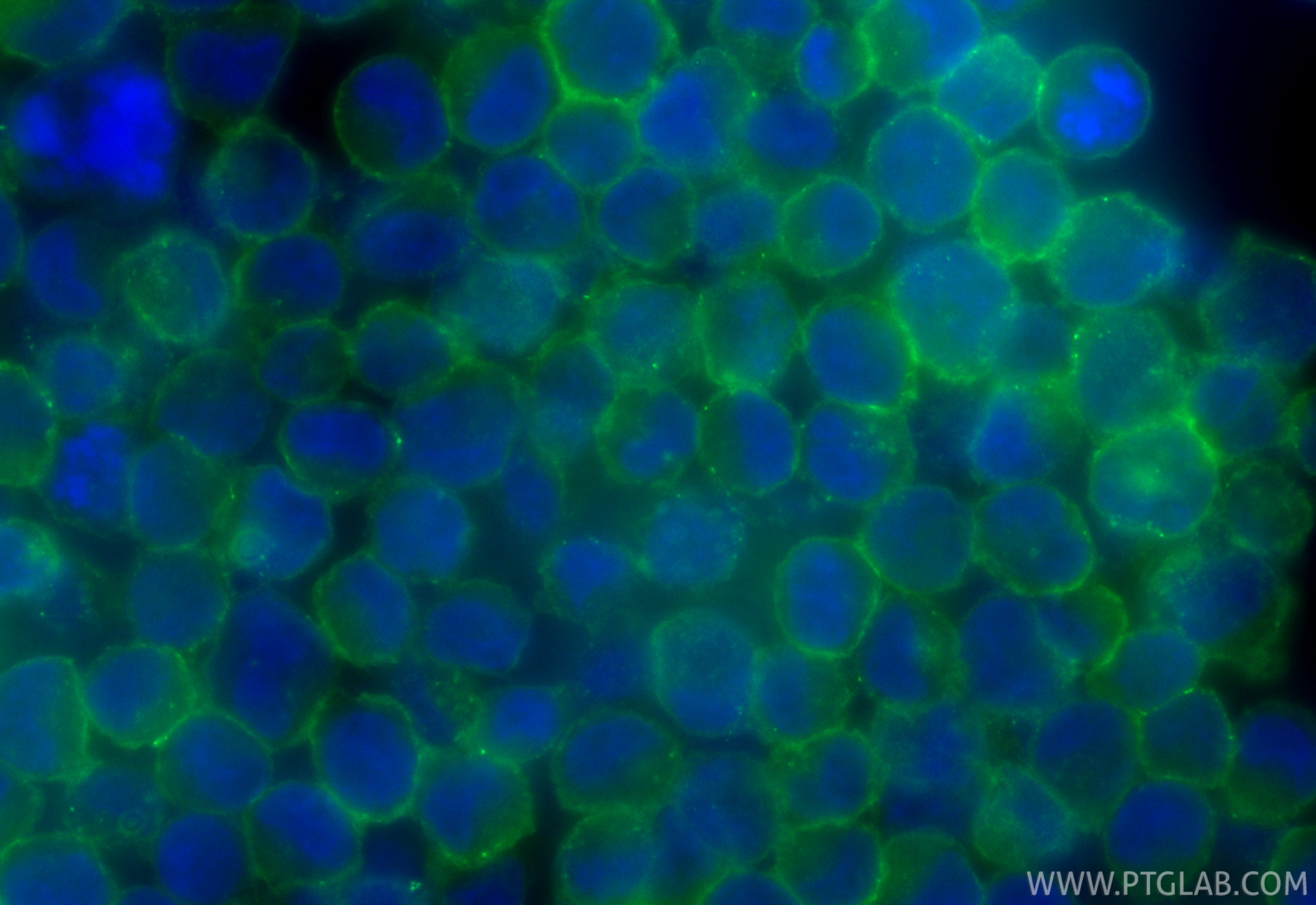 Immunofluorescent analysis of (4% PFA) fixed K-562 cells using CoraLite® Plus 488 Nectin-2/CD112 antibody (CL488-84460-5, Clone: 241725D3 ) at dilution of 1:200. IF Staining of K-562 using CL488-84460-5