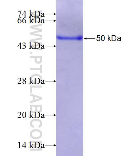 Nectin 2 fusion protein Ag26040 SDS-PAGE