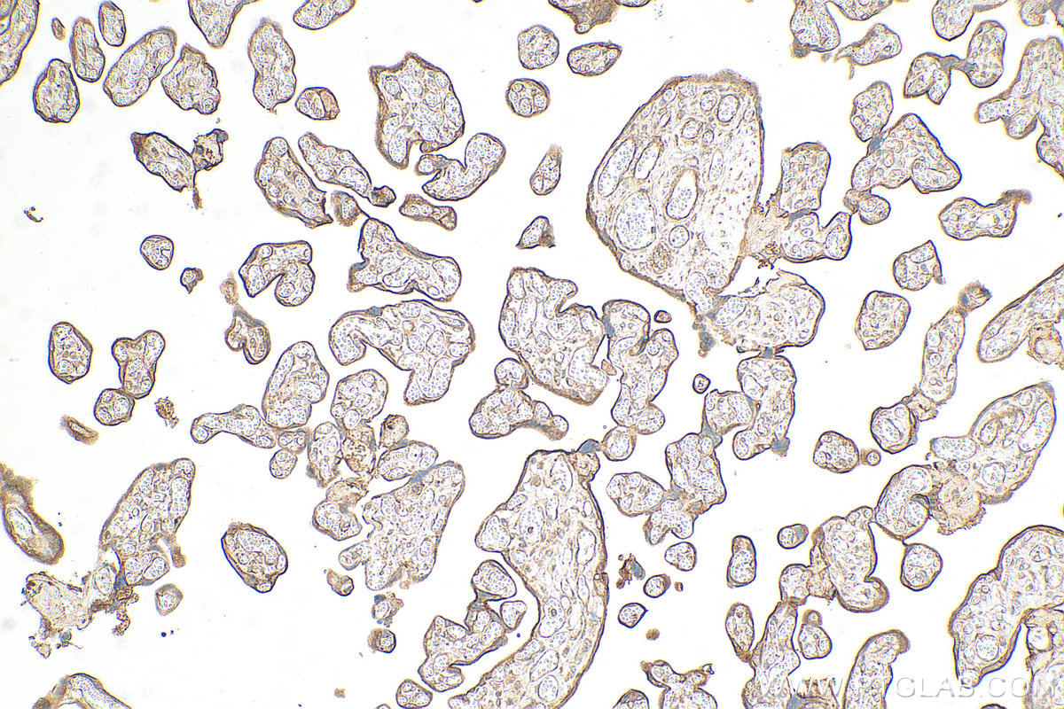IHC staining of human placenta using 31026-1-AP