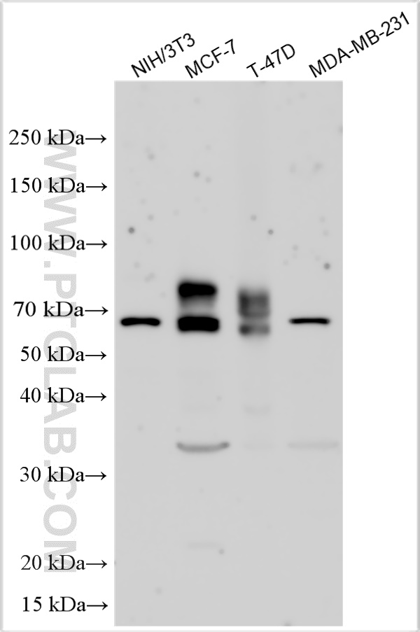 WB analysis using 31026-1-AP