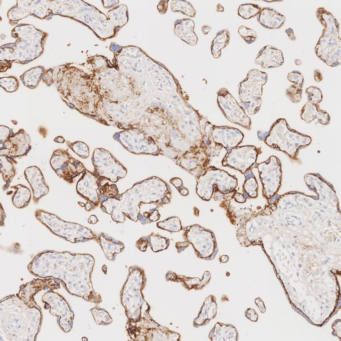 IHC staining of human placenta using 84181-1-RR IHC staining of human placenta using 84181-1-RR