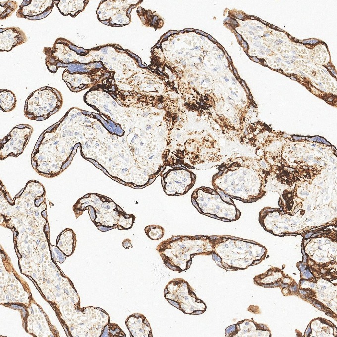 IHC staining of human placenta using 84181-1-RR IHC staining of human placenta using 84181-1-RR