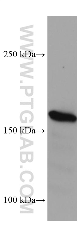 WB analysis of HEK-293 using 66259-1-Ig