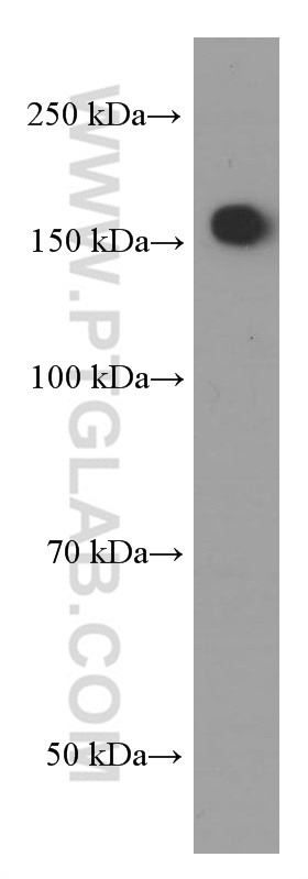 WB analysis of Neuro-2a using 66259-1-Ig (same clone as 66259-1-PBS)