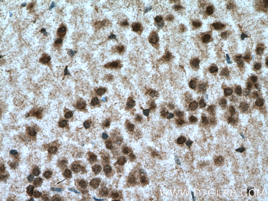 IHC staining of mouse brain using 23060-1-AP