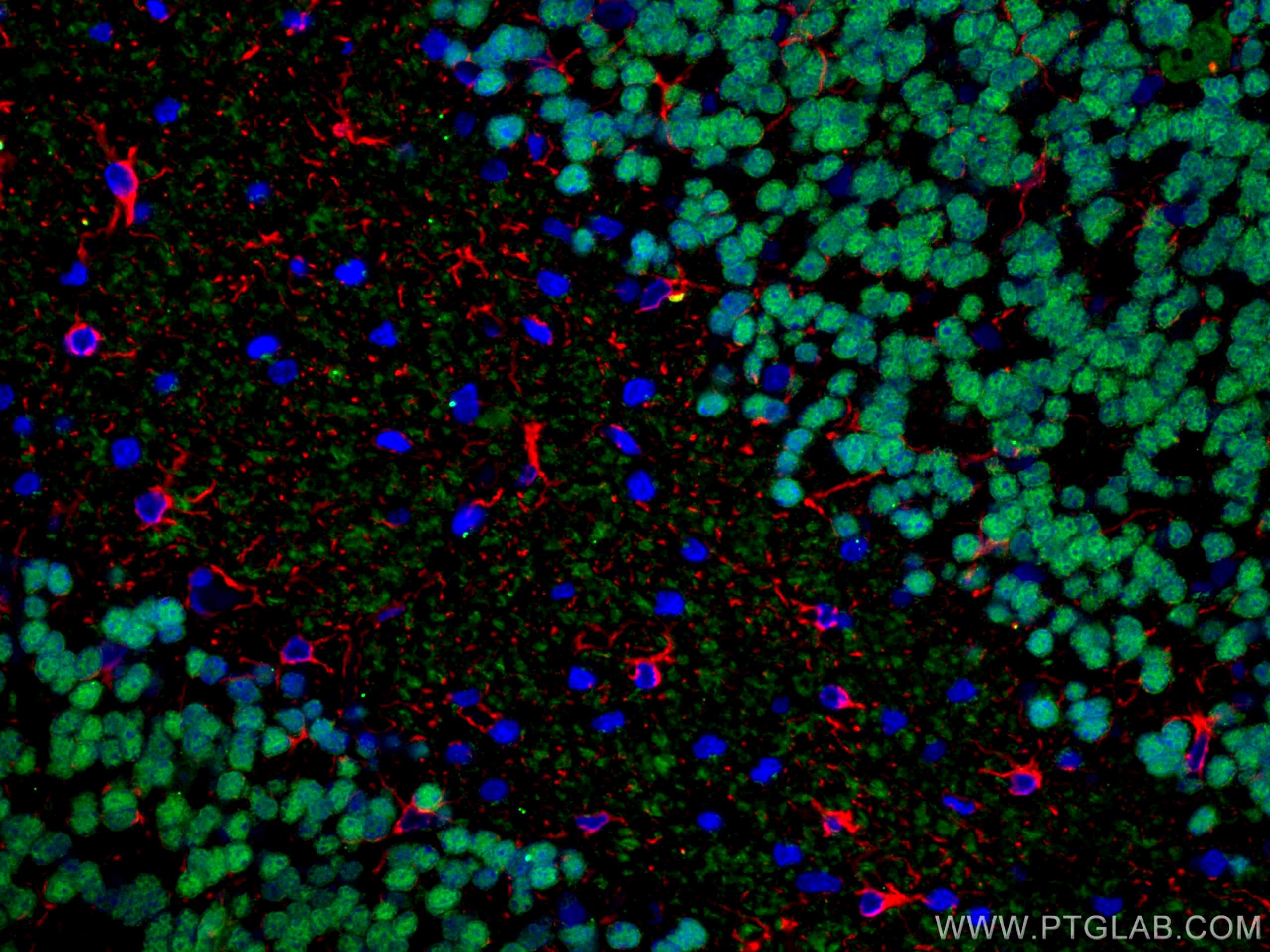 IF Staining of rat cerebellum using 26975-1-AP